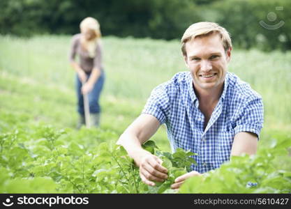 Couple Working In Field On Organic Farm