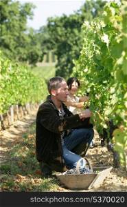 couple working in their vineyard
