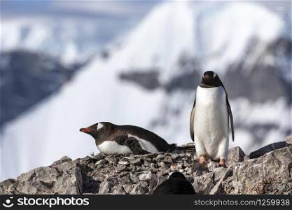Couples of gentoo penguins breed as a team in the nesting site in winter in front of snow-covered mountain
