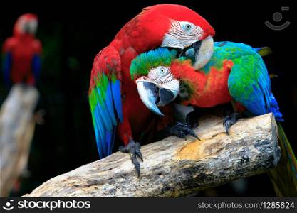 couples of red scarlet macaws birds perching on tree branch