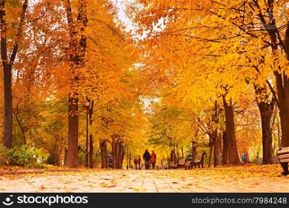 Couples walking at a colorful autumn park at sunset