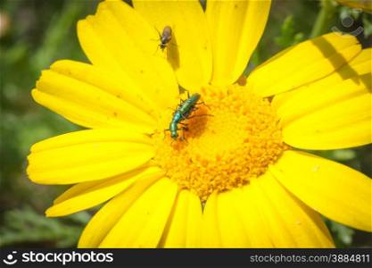 coupling daisy beetles with spectator. play gooseberry, third wheel