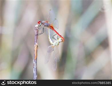 Coupling of Dragonflies In the protected reserve of Molentargius, Cagliari, Sardinia