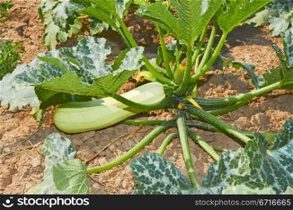 Courgette fruit (Cucurbita pepo) growing on a green plant in soil