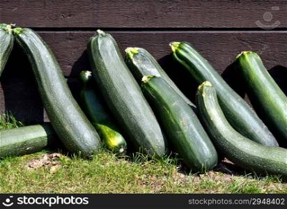 Courgettes lie in the Sun against a shed in the vegetable garden of Castle Hack fort in Vorden, The Netherlands.