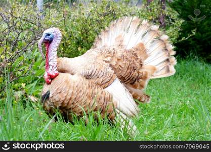 courting turkey on a green field