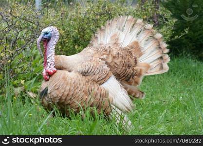 courting turkey on a green field