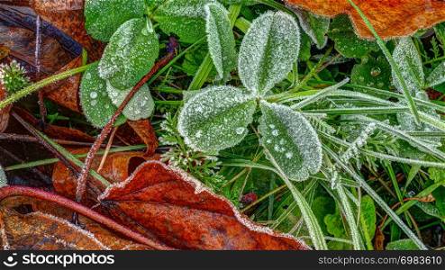 Covered hoar-frost grass and plant leaves, late fall