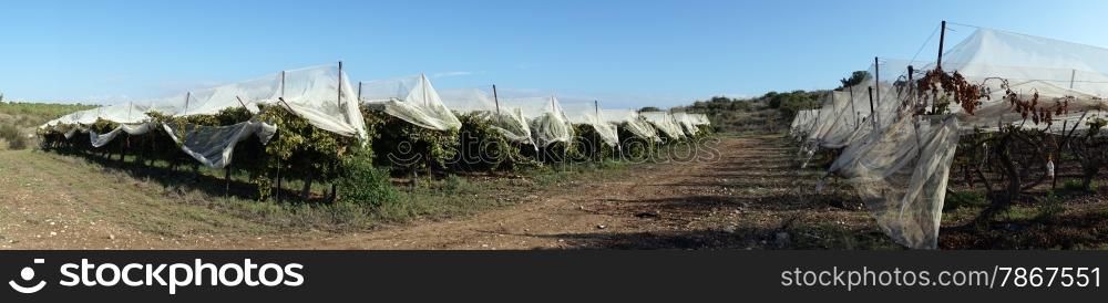 Covered vineyard near Lakhish in Israel