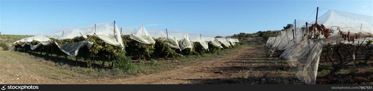 Covered vineyard near Lakhish in Israel
