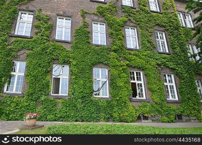 covered with ivy wall of house with window
