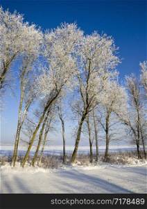 covered with snow deciduous trees in winter, white snow lies everywhere , blue sky and Sunny weather. trees in winter