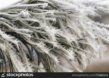 covered with snow young pine trees in winter, white snow lies on the tree, cold temperature and plant details in icy. pine trees in winter