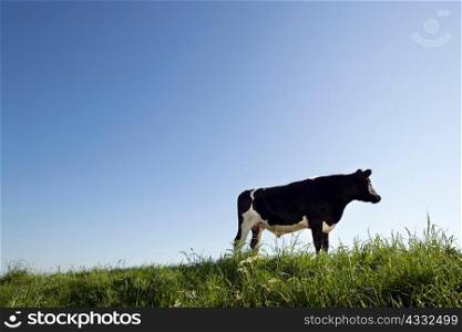 Cow against blue sky