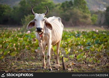 Cow against lotus field. Farm collection.
