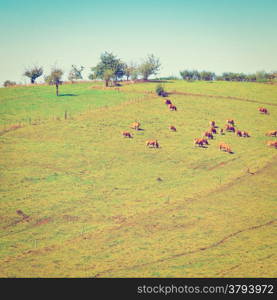 Cow and Bull Grazing on Alpine Meadows in France, Retro Effect