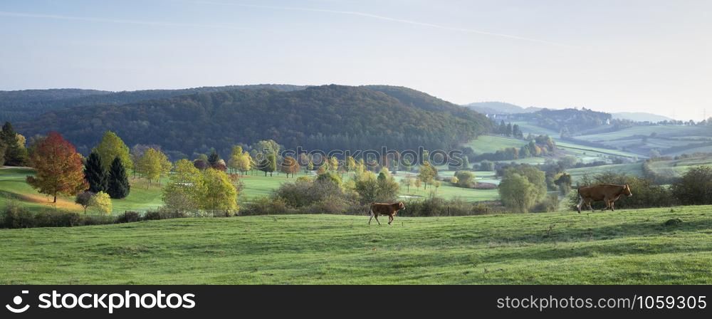 cow and calf in the fall walk in meadow near brightly colored trees of luxemburg landscape