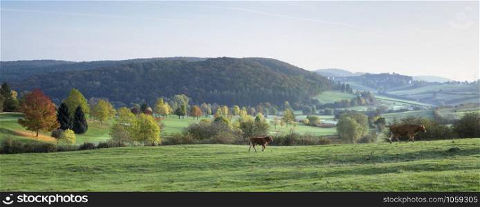 cow and calf in the fall walk in meadow near brightly colored trees of luxemburg landscape