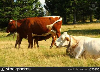 Cow and calf on the high mountain pasture