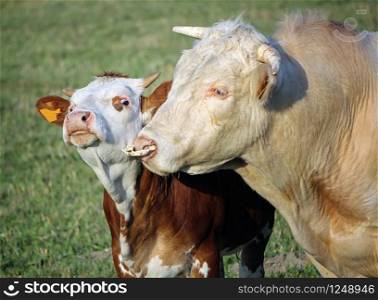 Cow and calf portrait in a meadow