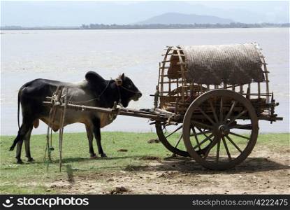 Cow and cart near river in Mingun, Mandalay, Myanmar