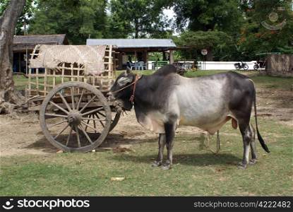 Cow and cart under the tree in Mingun, Mandalay, Myanmar