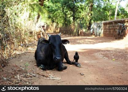 Cow and crow on the road. India