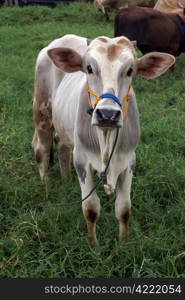 Cow and green grass in Sumatra, Indonesia