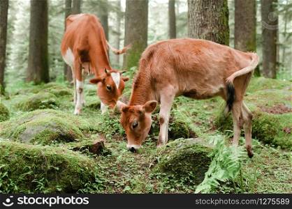 Cow and little calf grazing, eating grass at summer meadow. Pastoral scenery with domestic animals at mossy forest. India
