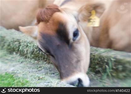 Cow and Trough