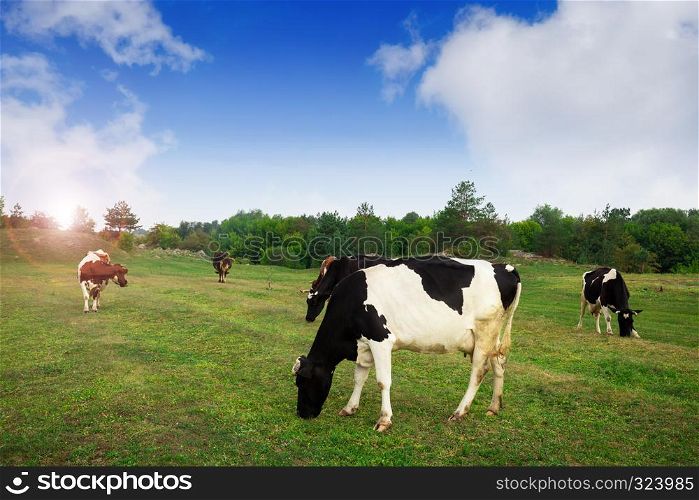 Cow at the green grass alpine meadow pasture at sunny day
