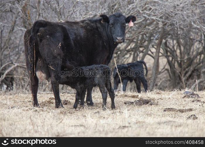 Cow Calf in field winter Saskatchewan newly born
