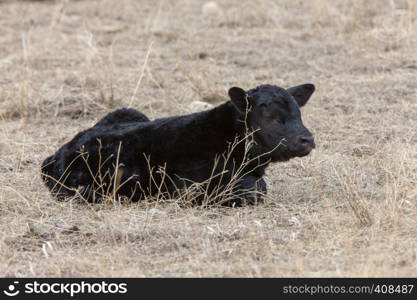 Cow Calf in field winter Saskatchewan newly born