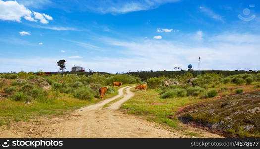 Cow cattle along Via de la Plata way in Spain at Extremadura