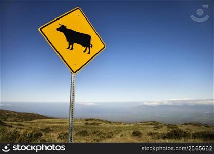 Cow crossing road sign in Haleakala National Park, Maui, Hawaii.