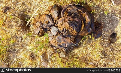 cow dung in the field