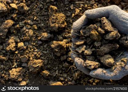 Cow dung or manure in the hands of a farmer.