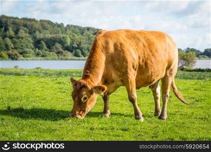 Cow eating fresh green grass on a countryside field