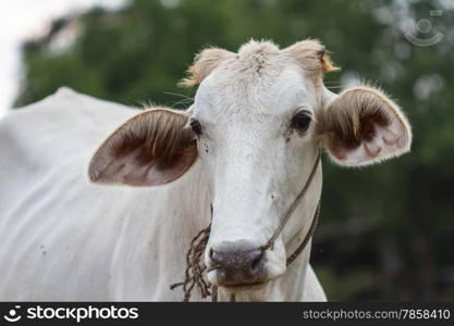 cow eating grass at the field in summer