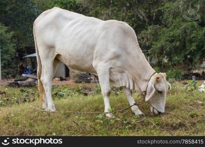 cow eating grass at the field in summer
