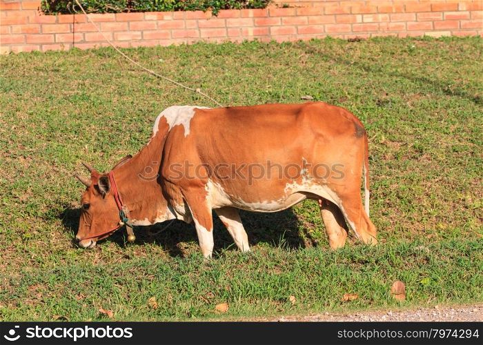 cow eating grass at the field in summer
