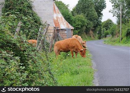 Cow eating grass next to a road