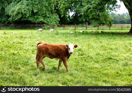 Cow eating grass while looking forward . Young cow eating grass while looking forward