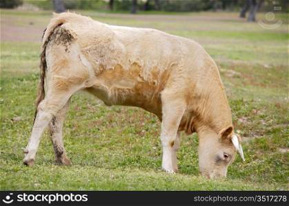 cow eating green grass in the field