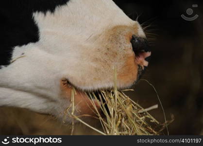 Cow eating hay