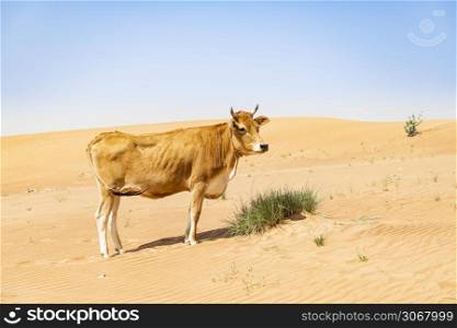 Cow eating some grass in the desert of sand walking in the dunes and with blue sky. Cow in the sand dunes
