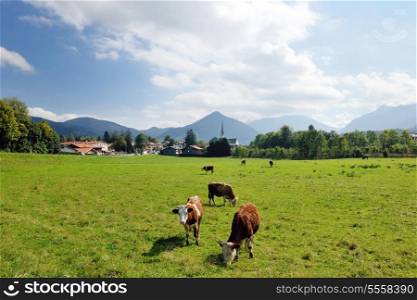 cow farm animal and field of fresh grass in countryside background