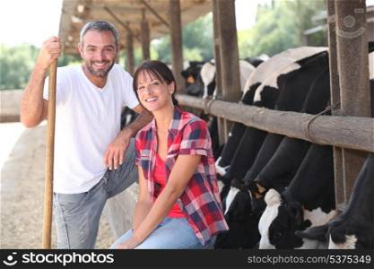 Cow farmers