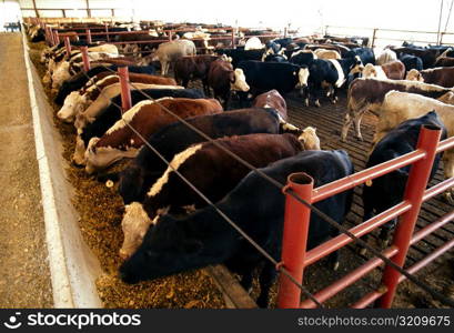 Cow feedlot, OH