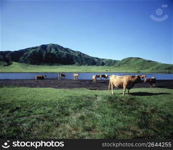 Cow field
